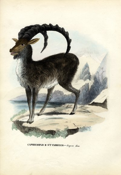 Alpensteinbock, 1863-79 von Raimundo Petraroja
